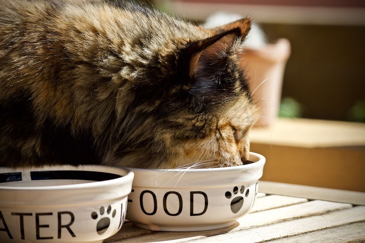Jak często i czym karmić koty i psy?
